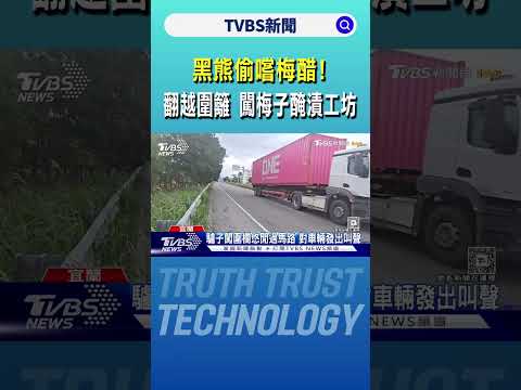 黑熊偷嚐梅醋!翻越圍籬 闖梅子醃漬工坊｜TVBS新聞 @TVBSNEWS01