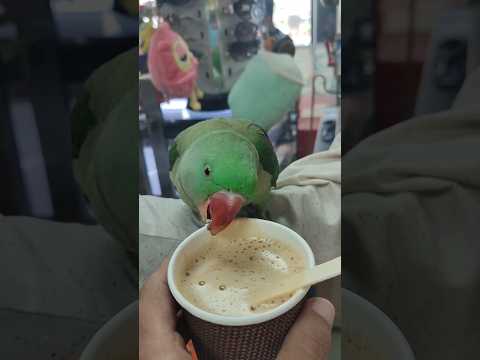 #parrot and #tea #umaisavlogs