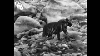 Wandering Tigers in North India (1935) - amateur film shot by Jim Corbett