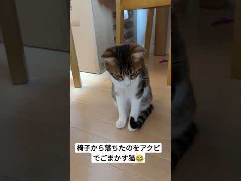 椅子から落ちたのをアクビでごまかす猫が可愛い　#shorts