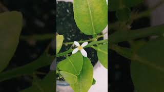 Lemon flower #shorts #gardeningathome #lemonflower