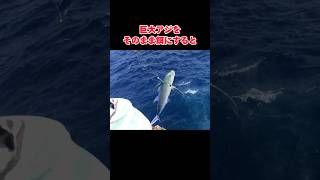 超大物を狙う泳がせ釣りの動画#釣り#大物#沖縄#fishing#fish#泳がせ釣り