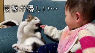 【怒らない猫】娘に襲われるも反撃がめちゃくちゃ優しい猫