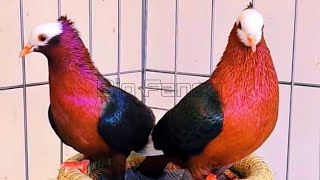 Amazing fancy pigeon varieties & Beautiful Fancy Pigeons: Best Breeds & Farm Footage Compilation