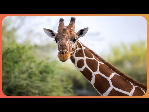 Exploring Space Through Evolution: The Unexpected Role Of Giraffes (4K Documentary)