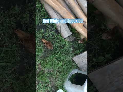 Baby chickens free ranging | chicken noises 🐓 #backyardchickens #chicken #babychicks #chickens