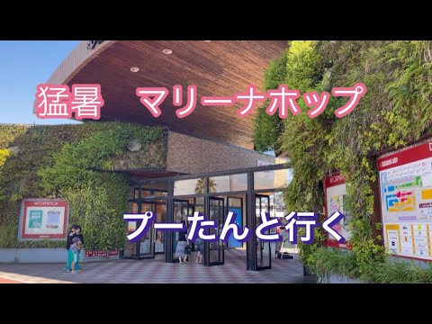 猛暑　マリーナホップ　プーたんと行く！