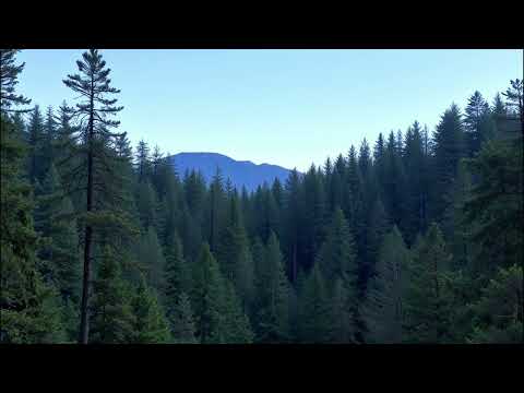 Meditation Music - Voice of the Forest