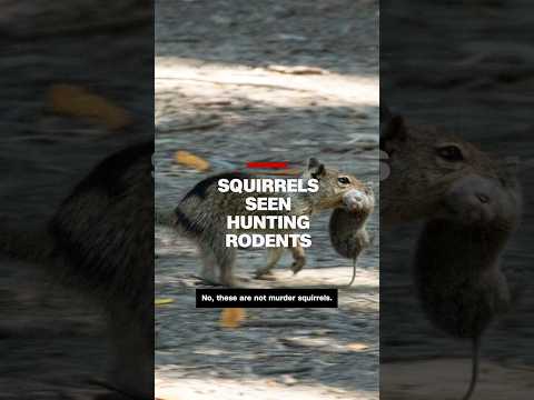 Squirrels seen hunting rodents