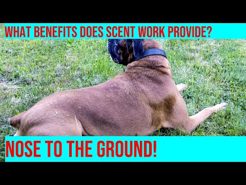 Train Your Boxer: Nose to the Ground Scent Work