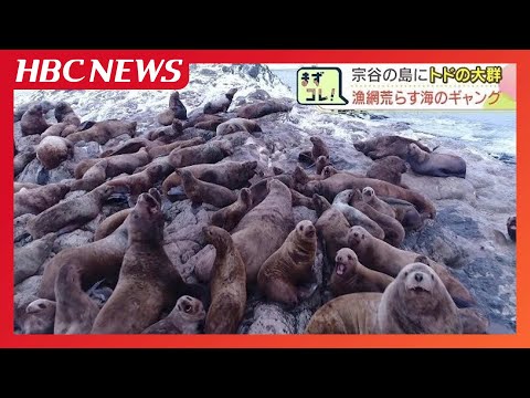 「海のギャング」トドの大群が島を占拠？ドローン映像で見る500頭　春には6000頭ものトドが上陸か