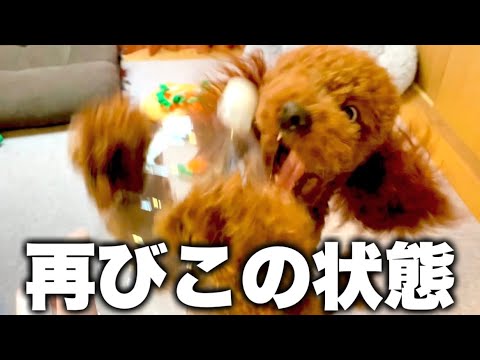 みんなからのプレゼントに興奮する犬。