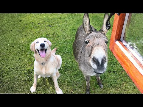 ¡No podrás parar de reír! Los perros han traído a casa a un nuevo amigo y sus dueños reaccionan