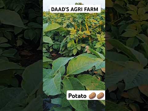 Potato 🥔 Field | DAAD'S AGRI FARM | #farming #potatofield #potatocultivation #agriculture #farming