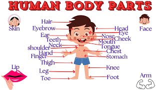 Body Parts Name | Parts of Body | human body parts | human body parts name with picture | Body parts