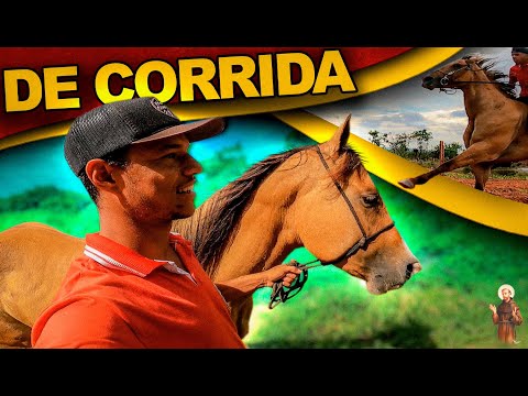 Buscando Animal de Corrida