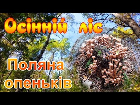 Гриби ОПЕНЬКИ 2021. Поляна з опеньками. Осінній ліс|| Осенние опята || Mushrooms. Autumn forest!