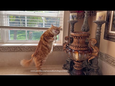 Funny Cat Stands & Flosses His Teeth & Whiskers In The Bathroom