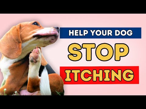 5 Fast-Acting Anti-Itch Remedies For Dogs