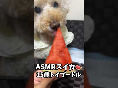 犬のASMRスイカ#といぷーどる #asmr #shorts