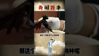 精灵真的存在吗？  奇闻异事 奇闻趣事 奇闻怪事 奇闻档案录 涨知识 冷知识