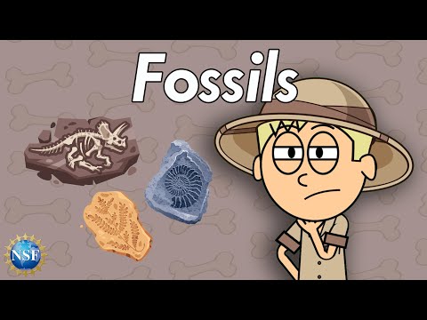 What are Fossils? Science For Kids