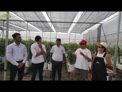 Avocado Farming in Gujarat and Mysore visited Indo-Israel Avocado | +91-6268643227 | Vlog 157