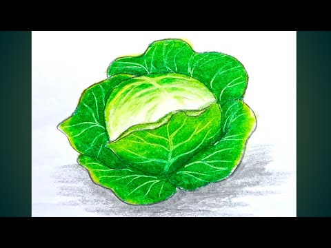 Cabbage drawing colour step by step/#artwithartistmiltondanda/#youtubeshorts/#short