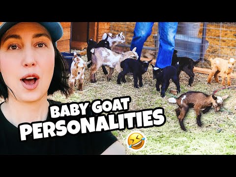 Meet OUR new BABY GOATS & all their hilarious personalities!