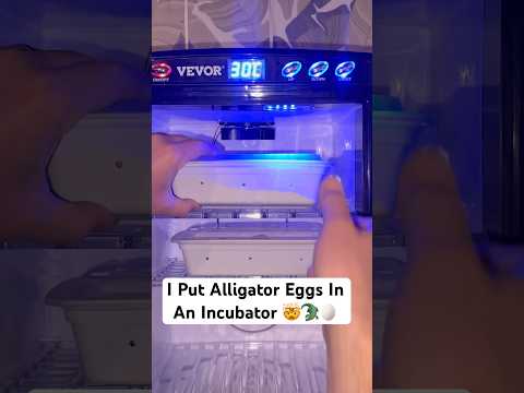 I Put Alligator Eggs In An Incubator 🤯🐊🥚#shorts #alligator