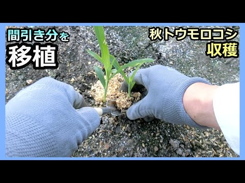 【秋トウモロコシ収穫  間引き苗を移植してみた 】虫被害「０」 家庭菜園29年目 無農薬 半自給自足