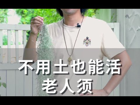 不用土也能活的植物——老人须