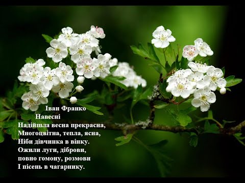 Іван Франко. Навесні. Вчимо вірш он-лайн з дітьми 4-5-ти років