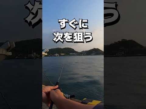 漁港でワームで根魚を狙ってみる！#shots