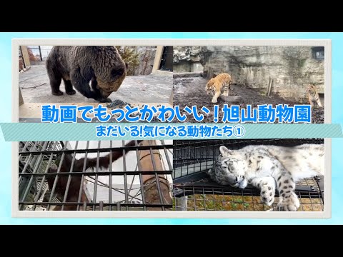 動画でかわいい！旭山動物園＜気になる動物たちその①＞