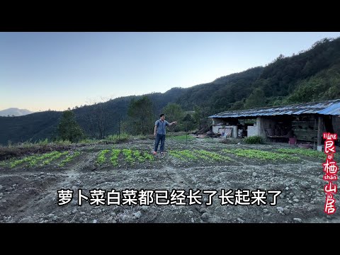 前段时间种的菜，已经全部长了起来，以后就不缺菜吃了 #农村生活