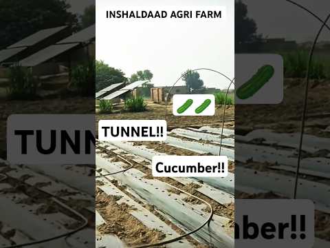 TUNNEL PREPARATION FOR CUCUMBER 🥒🥒! || DAAD'S AGRI FARM || #farming#shorts#agriculture #cucumber