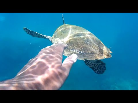 Swim with a sea turtle