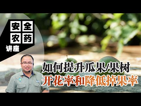 【Baba安全农药讲座】实现果树高开花低掉果的秘籍，收成更丰 | 如何提升瓜果或果树开花率和降低掉果率？| 瓜果种植教程