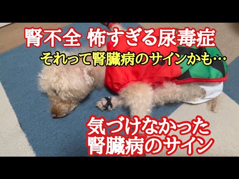 【観覧注意】あれは犬の腎不全のサインだった　慢性腎不全　（説明文読んでください）