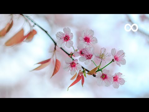 12 Hours of Relaxing Music - Piano Music for Stress Relief, Sleep Music, Meditation Music (Amber)