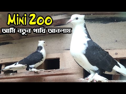 আমার Mini Zoo তে অসাধারণ দুটি পাখি আনলাম | পাখিদের জন্য বিরাট খাঁচা বানালাম | #MiniZoo