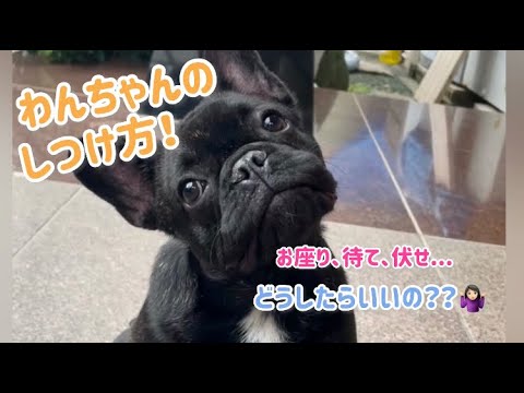 フレンチブルドッグブリーダーGRANBLUEKENNEL#495　お座り待て伏せのしつけ方！