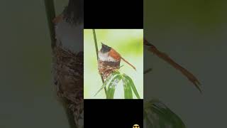 Birds Sounds!! #birdslovers#nature#amazing#sparrow #parrots#greenbirds#shorts#viral#tiktol#live#bird