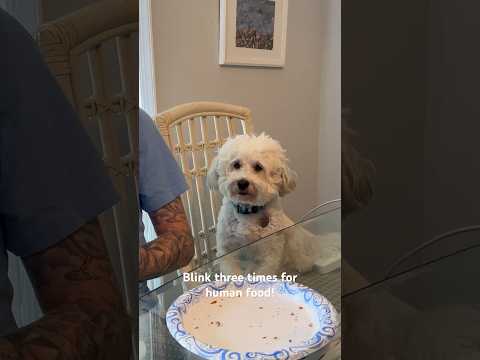 Toby can’t wait to see what we cook next. How about you? #foodies #foodlover #doglover