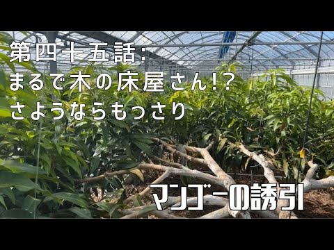 【第四十五話】枝をそんな引っ張るの！？ 〜 木が教えてくれるタイミングと絶妙な力加減 〜