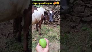 Eagerly waiting for mango 🥭😚 #mangolover #cowsvideo #ytshorts