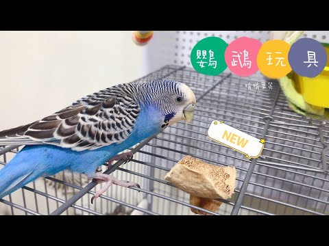 15｜鸚鵡玩具｜啃啃果莢｜虎皮鸚鵡Budgie Vlog