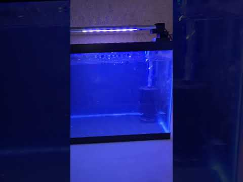 My simple 10 gallon saltwater quarantine tank