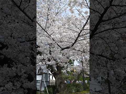 ＃建仁寺＃京都＃桜＃満開　＃僕の好きな風景